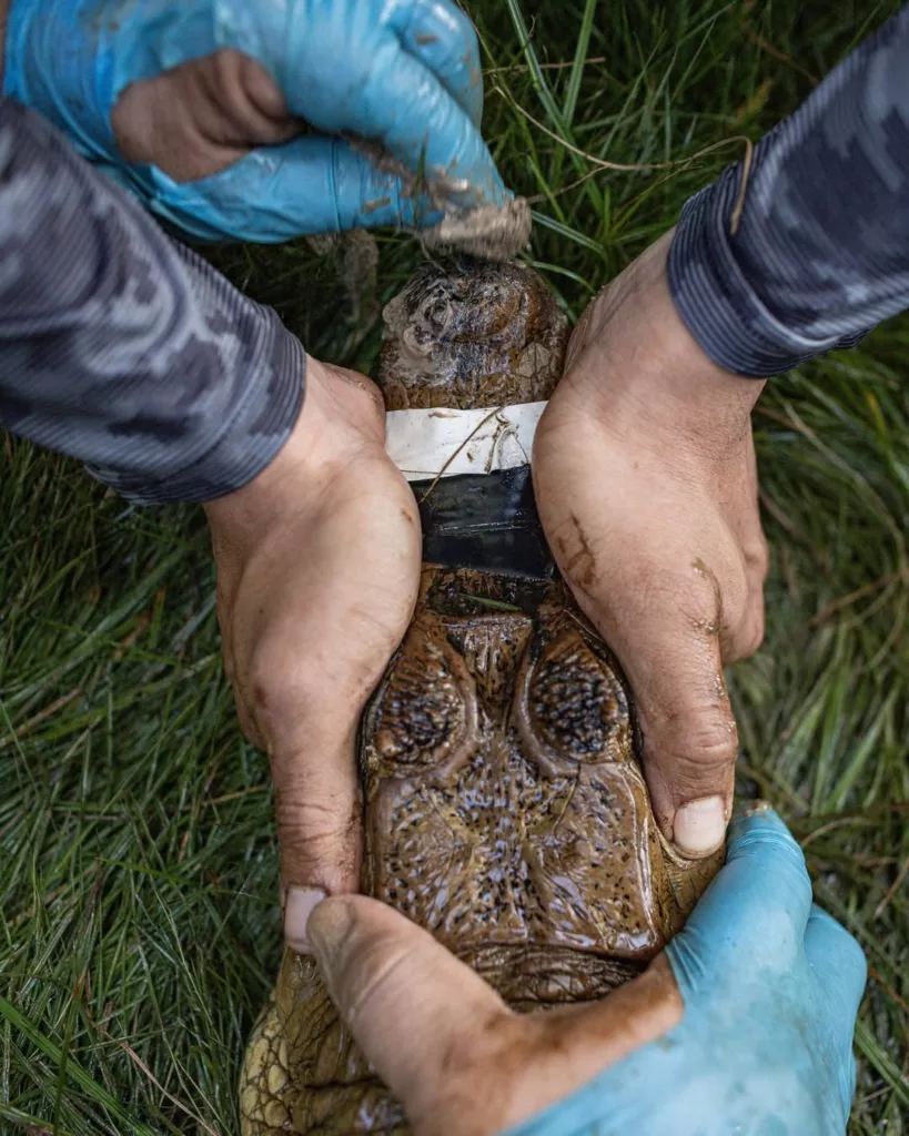 Rescatan caimán con manchas de petróleo cerca del lago de Maracaibo
