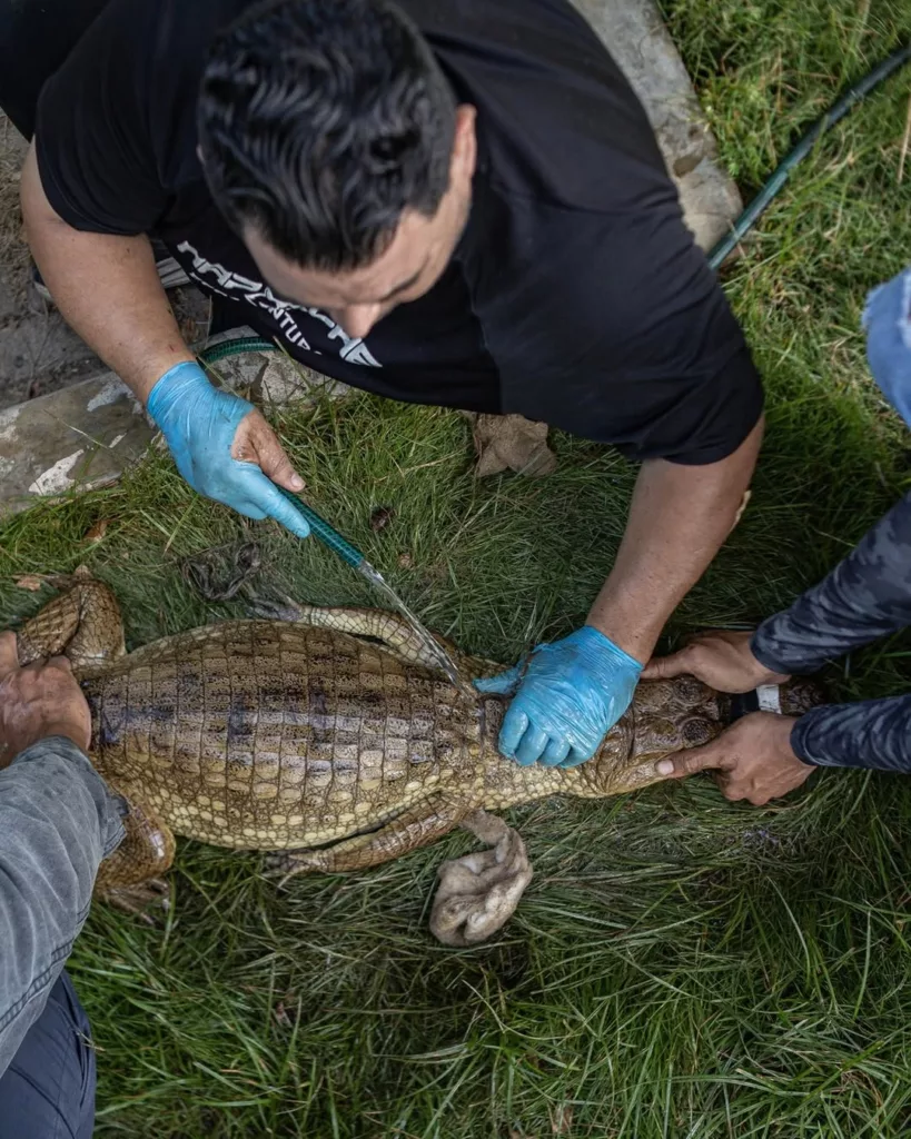 Rescatan caimán con manchas de petróleo cerca del lago de Maracaibo