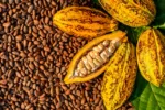 Cacao Venezolano