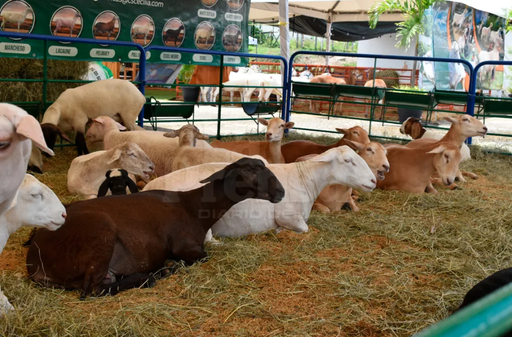 Apriscos muestran potencial en la Feria Internacional Ovina y Caprina