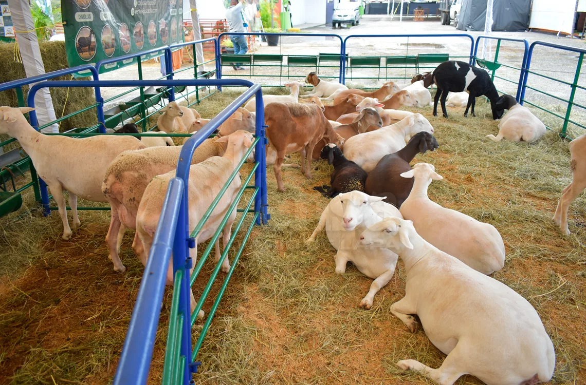 Apriscos muestran potencial en la Feria Internacional Ovina y Caprina