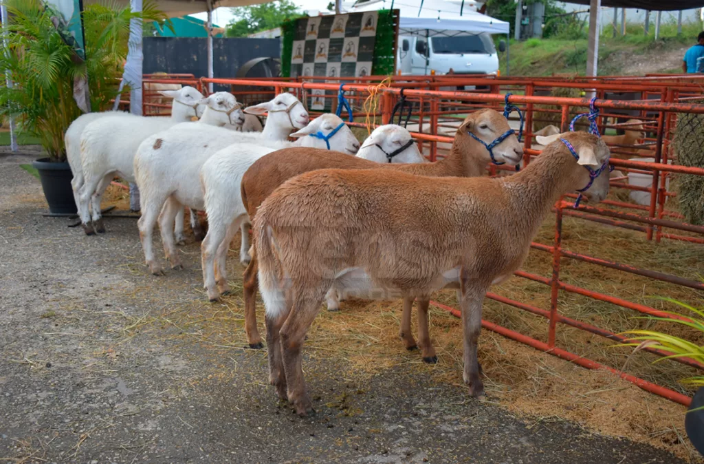 Apriscos muestran potencial en la Feria Internacional Ovina y Caprina