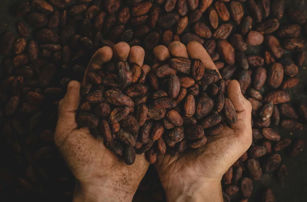 Lara lideró la producción del cacao en el siglo XVIII