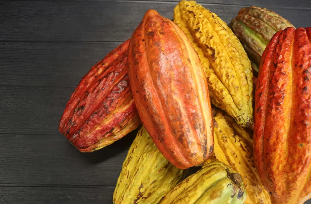 Lara lideró la producción del cacao en el siglo XVIII