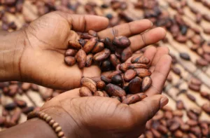 Lara lideró la producción del cacao en el siglo XVIII