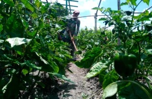 Sector agrícola requiere de $1.500 millones para levantar la producción