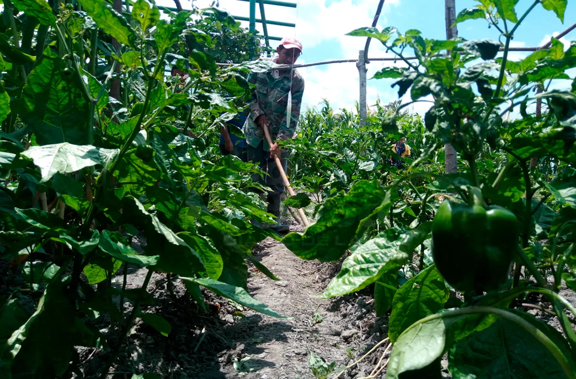 Sector agrícola requiere de $1.500 millones para levantar la producción