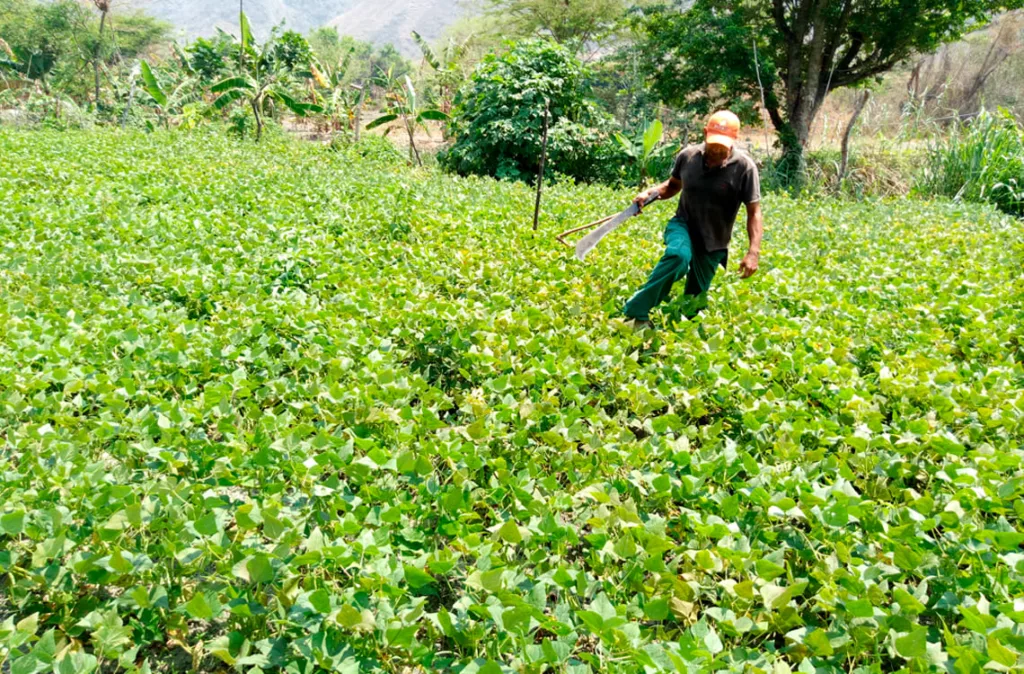 Sector agrícola requiere de $1.500 millones para levantar la producción