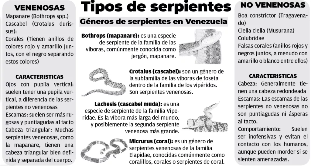 Urge educar a la ciudadanía sobre los tipos de serpientes
