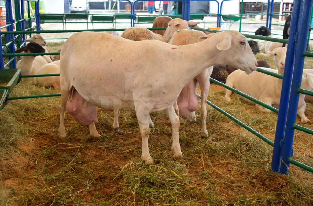 Veterinarios urgen a productores a combatir parásitos gastrointestinales en ovinos y caprinos