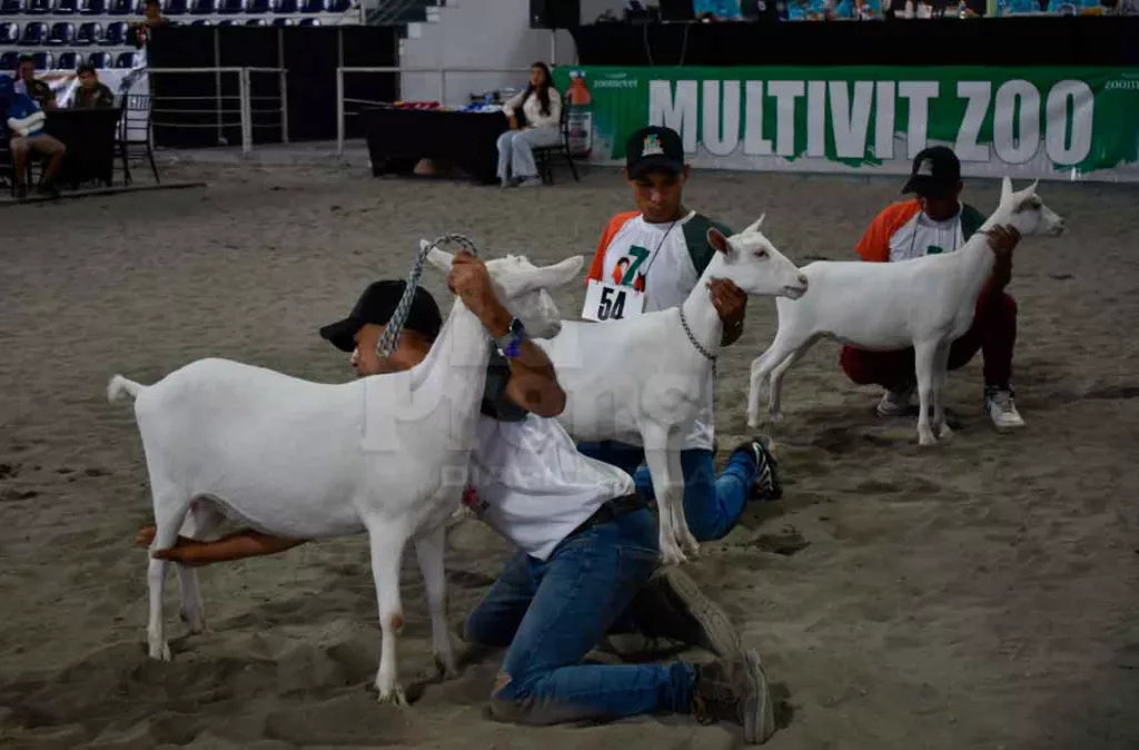 ovinos y caprinos