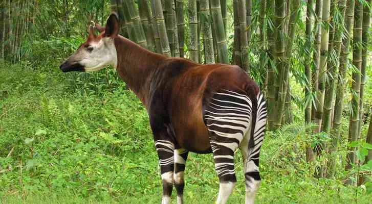 Nace "Unicornio Africano" en Zoológico de Chester: un okapi trae esperanza para su especie