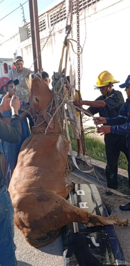 rescate
