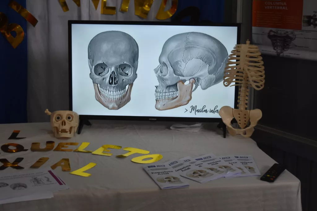 craneo del cuerpo