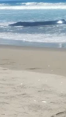 Dos ballenas jorobadas murieron este fin de semana tras quedar varadas en la costa del cantón General Villamil Playas, en la provincia ecuatoriana de Guayas. El incidente, ocurrido entre los sectores de Engabao y Engunga, ha suscitado preocupación entre organizaciones ambientalistas, que denuncian una respuesta tardía de las autoridades ante una situación que, aseguran, pudo haberse manejado con mayor celeridad para evitar al menos una de las muertes.