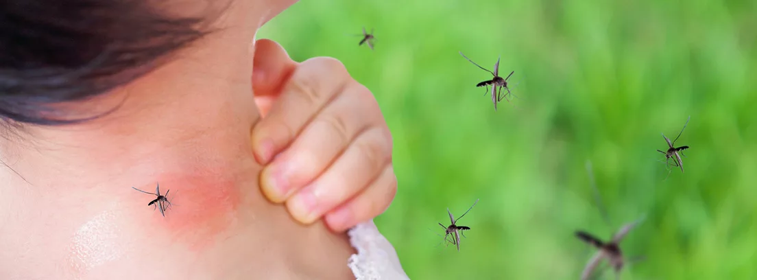 Dengue