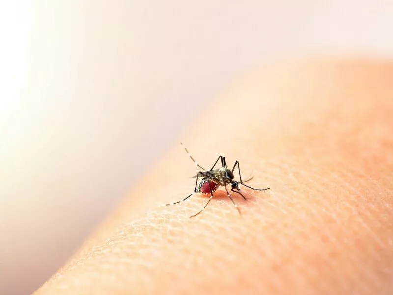 Dengue sin síntomas