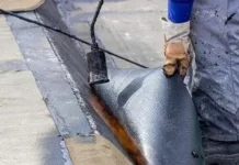 Más de $2000 es el costo de impermeabilizar un techo de 60 m2