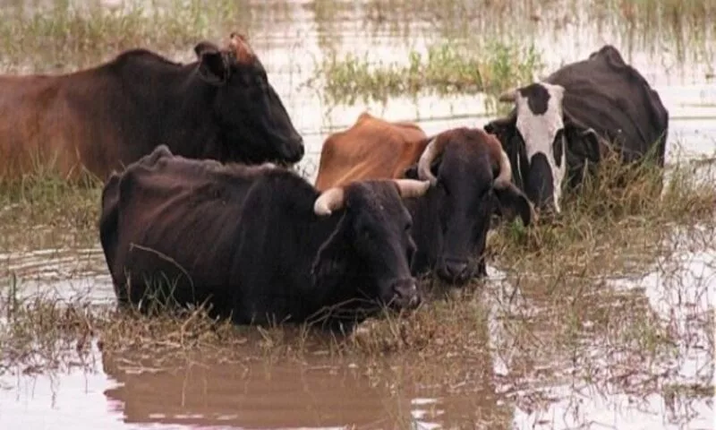 vacas