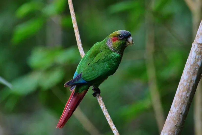 Por Lara transitan 11 tipos de aves endémicas