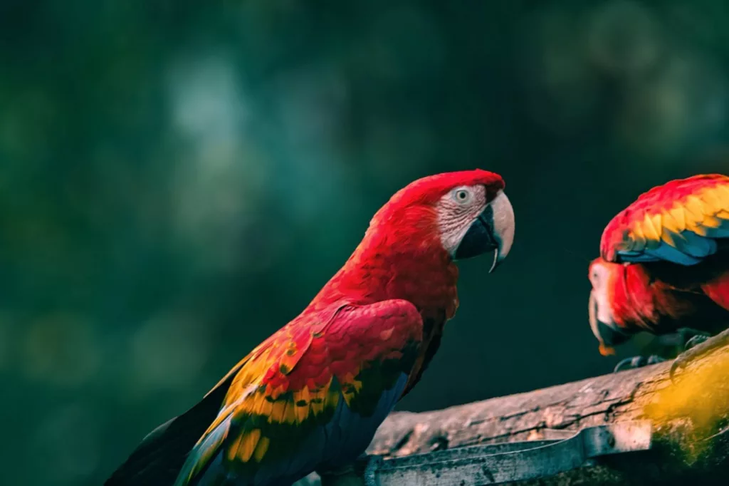 Científicos advierten que el calor extremo amenaza a las aves tropicales, incluso en los bosques más protegidos