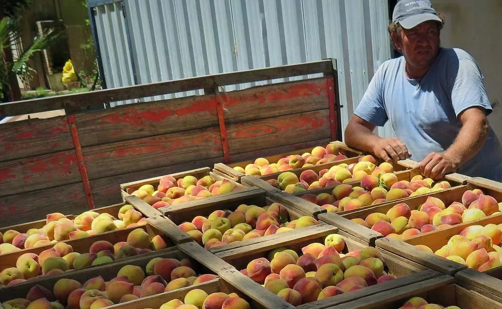 Bajo Consumo Desploma la Producción de Durazno en Venezuela en un 80%.