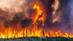 Incendio forestal en Francia deja un fallecido y 13 heridos