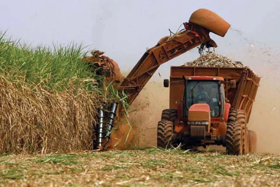 Portuguesa proyecta un aumento del 140% en la producción de caña de azúcar para la zafra 2025-2026