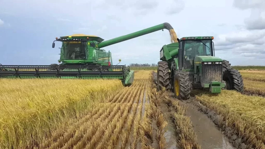 Cosecha arroz maquina y tractor John Deere