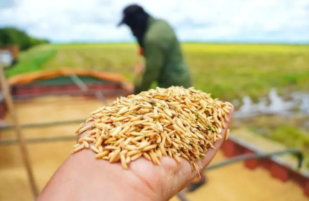 Sector del arroz en Venezuela proyecta cubrir el 76% de la demanda nacional en 2025