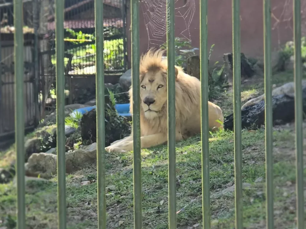 Tres nuevas crías de León fortalecen la misión de conservación en Zoológico de Mérida