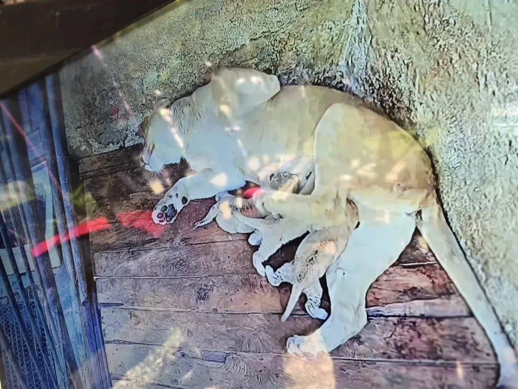 Tres nuevas crías de León fortalecen la misión de conservación en Zoológico de Mérida
