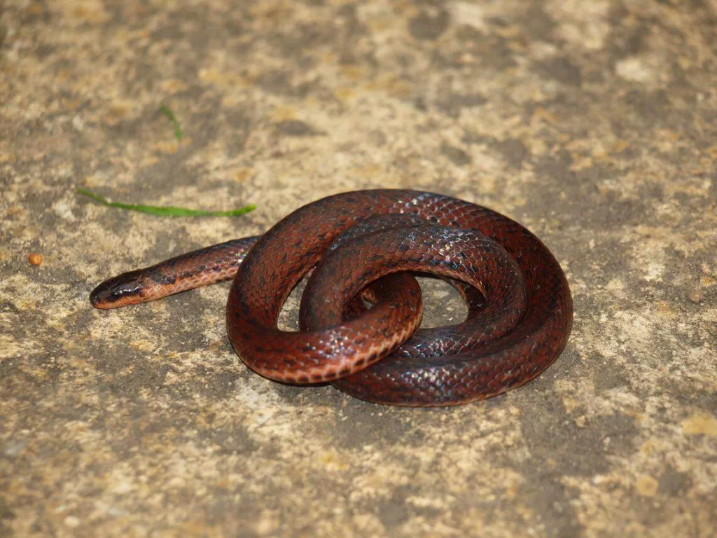 Serpiente Dormilona: una nueva especie descubierta en Los Andes venezolanos