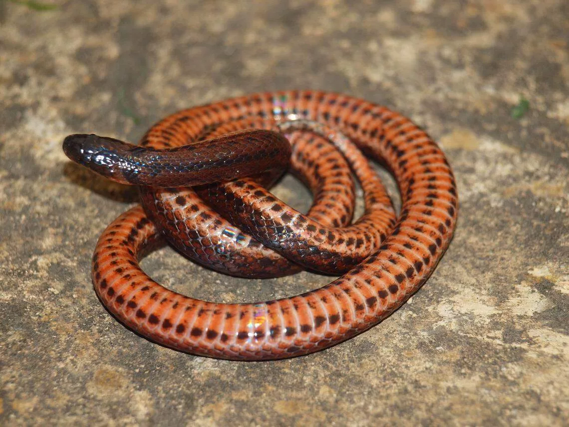 Serpiente Dormilona: una nueva especie descubierta en Los Andes venezolanos