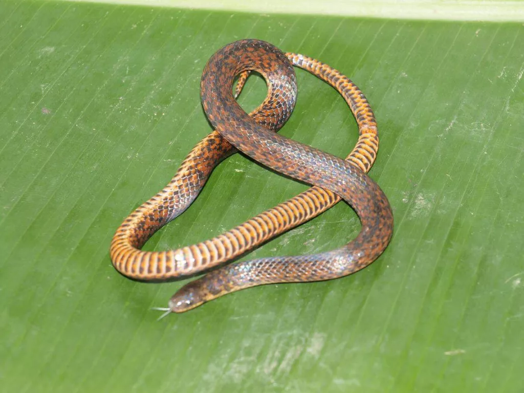 Serpiente Dormilona: una nueva especie descubierta en Los Andes venezolanos