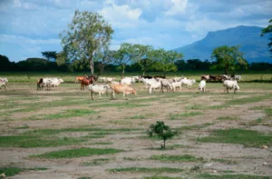 Agricultores y ganaderos de Los Andes y Llanos sin poder recuperarse de daños por lluvias