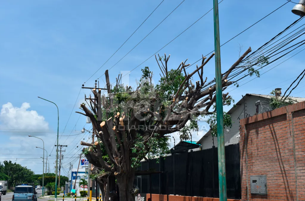 Técnica del anillado atenta contra los árboles en Lara