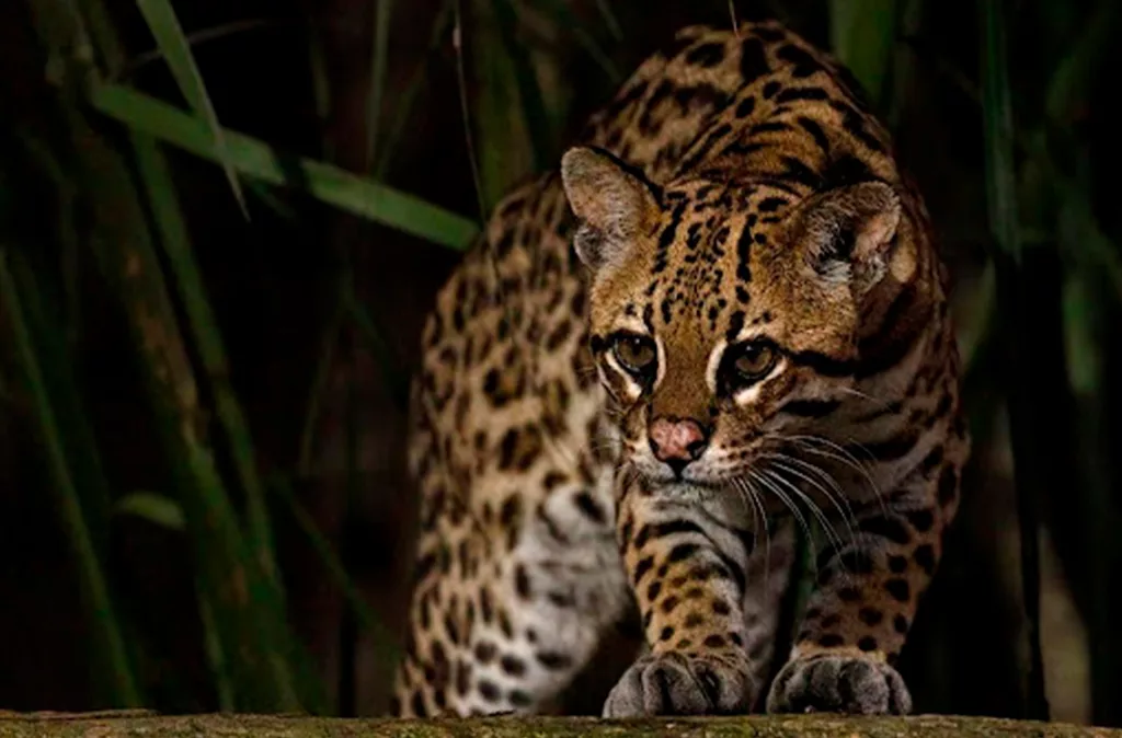 Domesticar fauna silvestre: un riesgo para el animal y el cuidador
