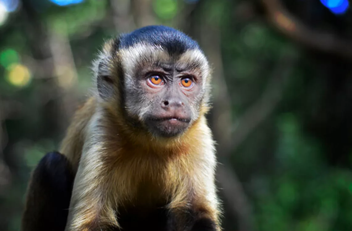 Domesticar fauna silvestre: un riesgo para el animal y el cuidador