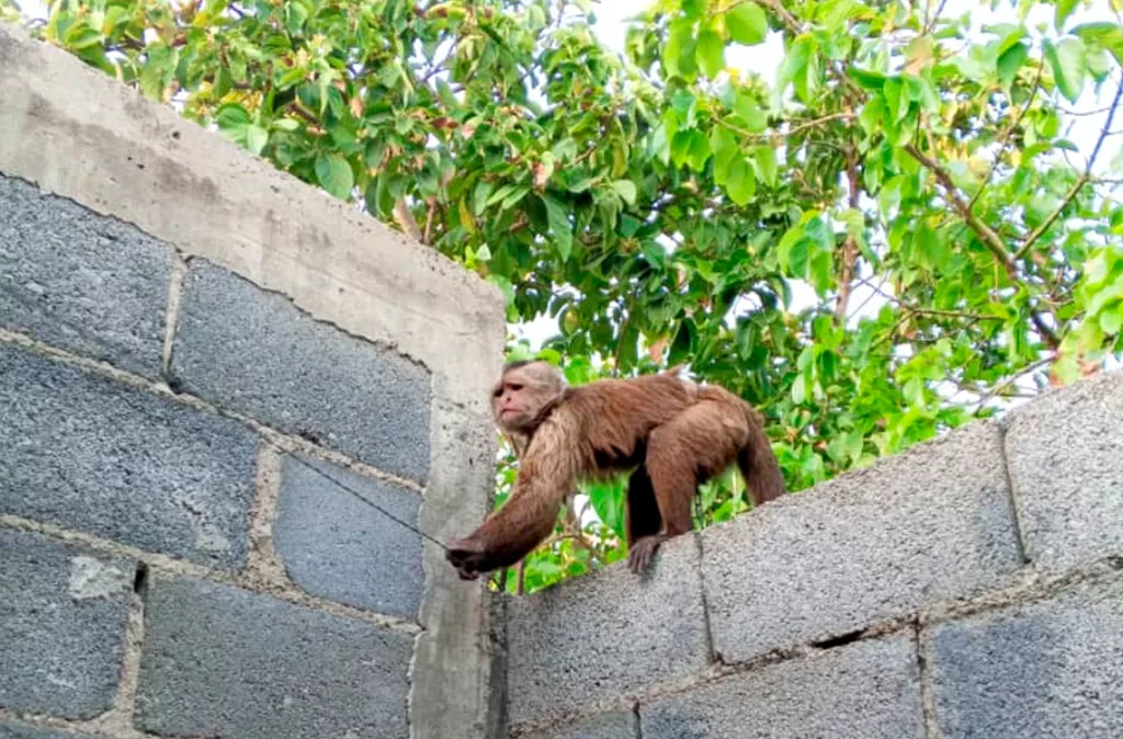 Domesticar fauna silvestre: un riesgo para el animal y el cuidador