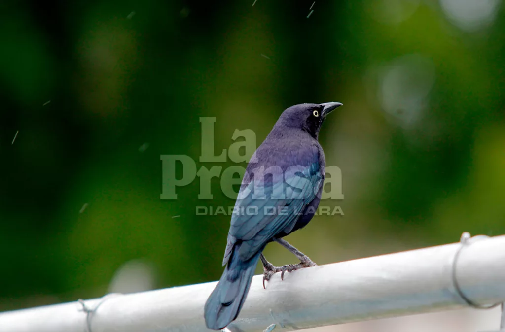 Venezuela está entre los 10 países con mayor diversidad de aves e impulsa el ecoturismo de especies