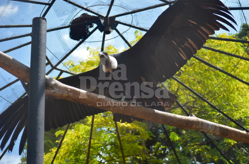 Venezuela está entre los 10 países con mayor diversidad de aves e impulsa el ecoturismo de especies