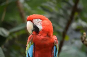 Venezuela está entre los 10 países con mayor diversidad de aves e impulsa el ecoturismo de especies