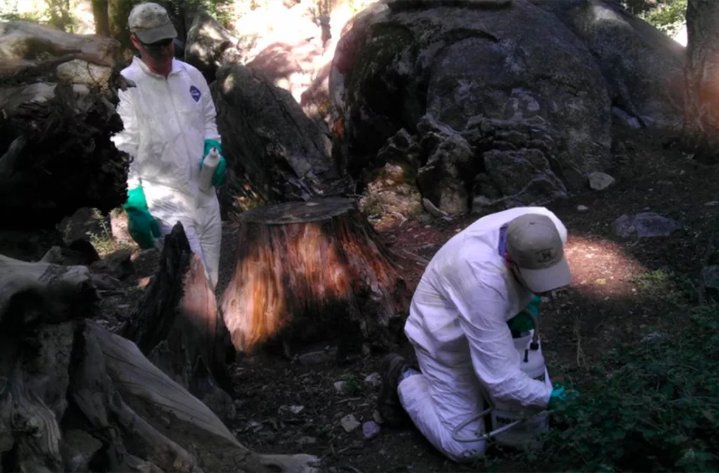 Autoridades de salud en California confirma caso de peste en residente de South Lake Tahoe