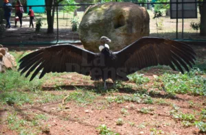 Siete de los 10 cóndores andinos que hay en el país nacieron en Lara