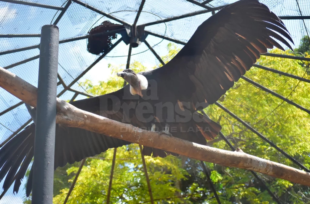 Siete de los 10 cóndores andinos que hay en el país nacieron en Lara