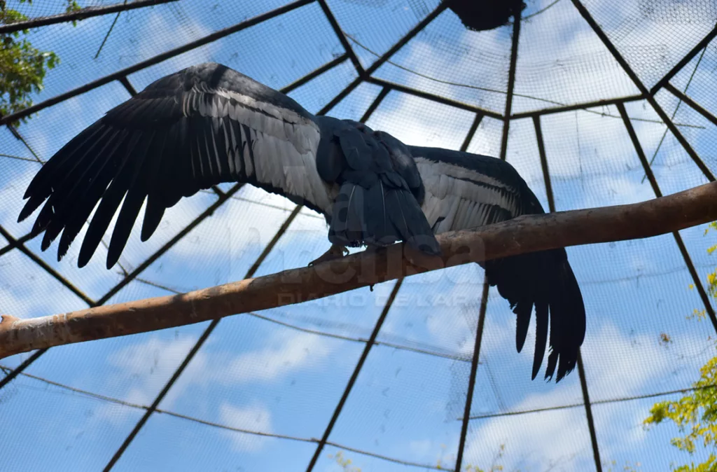 Siete de los 10 cóndores andinos que hay en el país nacieron en Lara