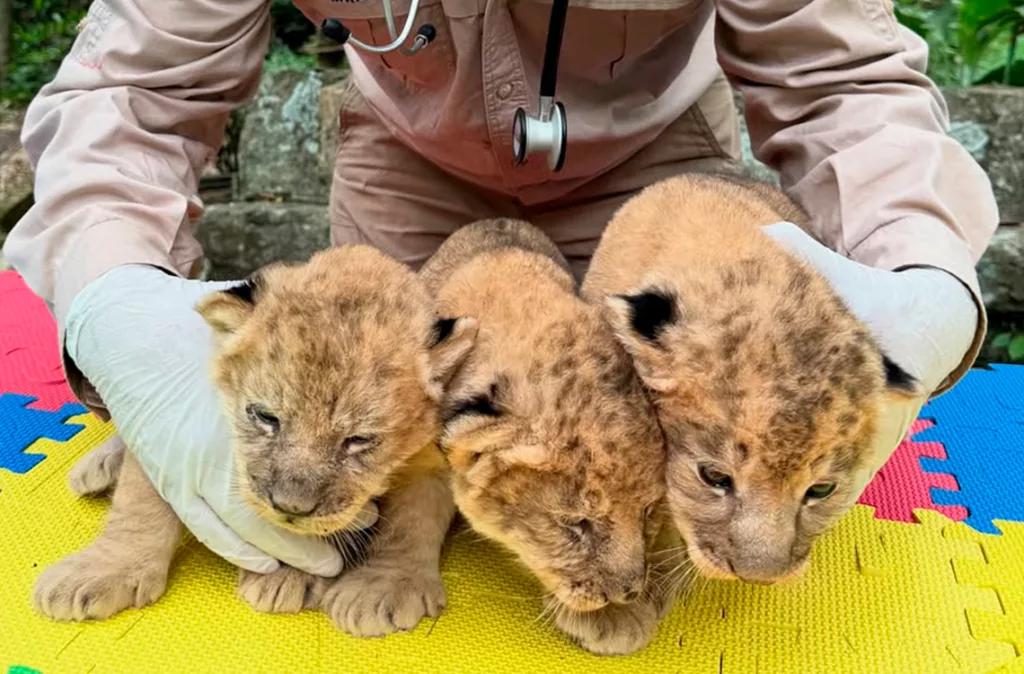 Zoológico de Mérida pide ayuda para nombrar a las crías de león nacidas recientemente