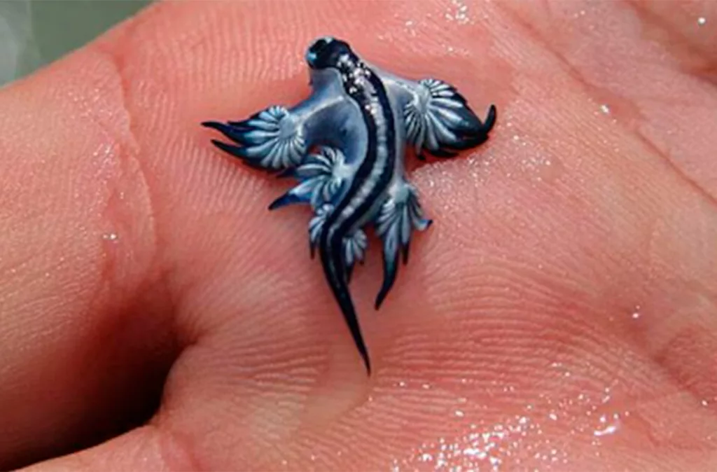 Invasión del "dragón azul" en las costas españolas generan alerta por cambio climático