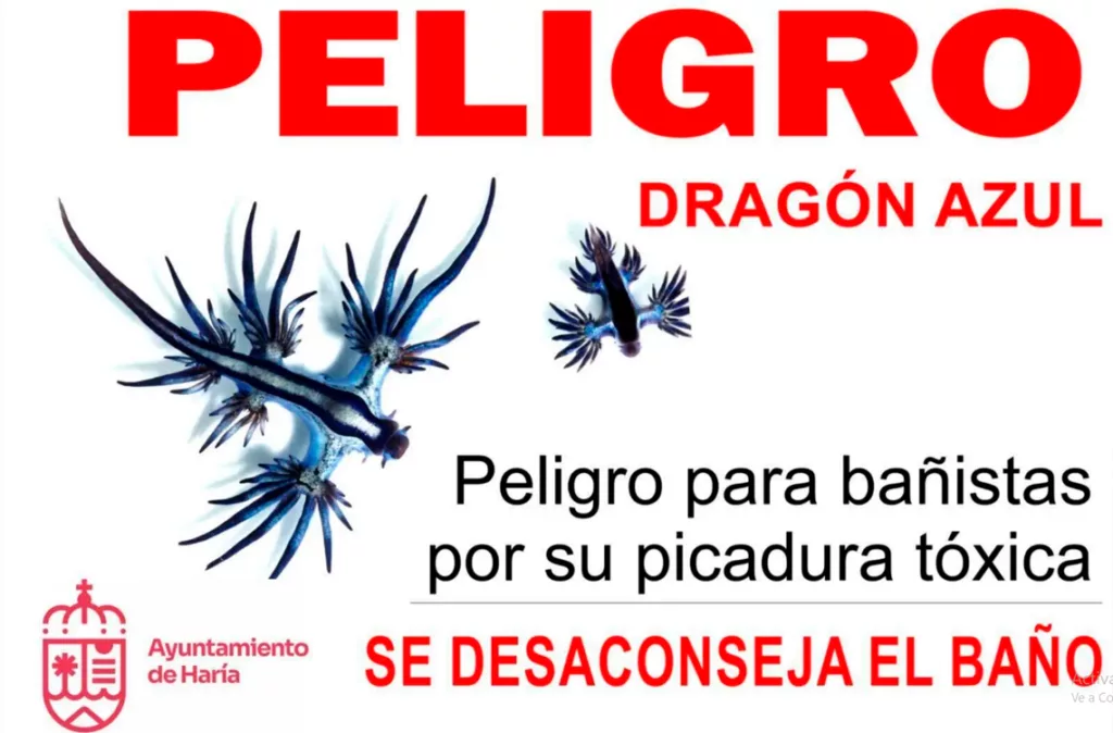 Invasión del "dragón azul" en las costas españolas generan alerta por cambio climático